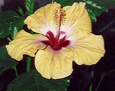 kukka.bmp (356174 bytes)